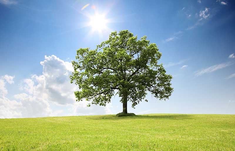 De IVN Klimaatcursus “De Groene Verandering”