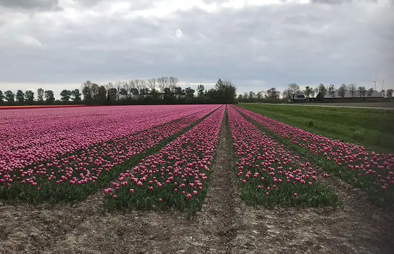Tulpen bij Swifterbant