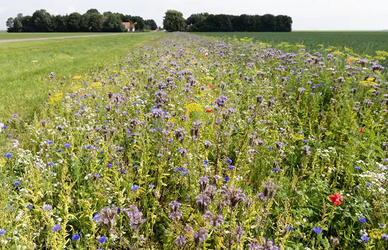 24 april 2023: informatieavond voor Flevolandse agrariërs over eco-regeling