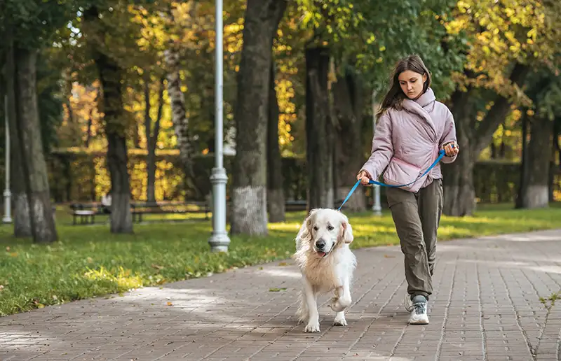Honden in gemeente Dronten