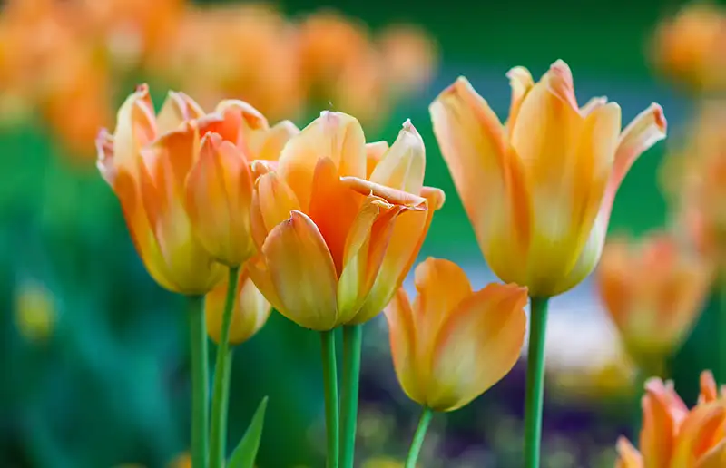 Tulpen