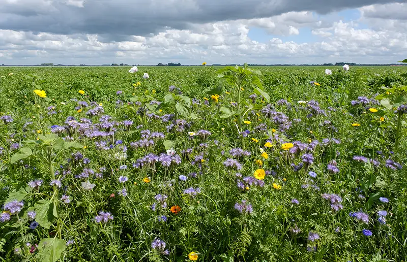 Flevoland