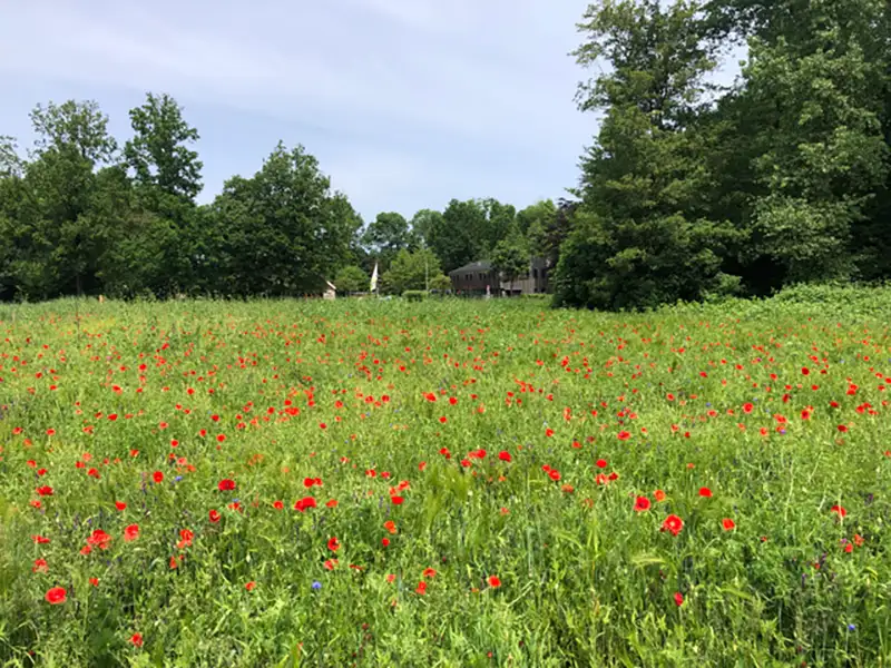 Bloemenweide Wisentbos in volle bloei