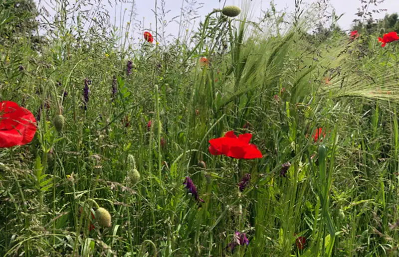 Bloemenweide Wisentbos in volle bloei