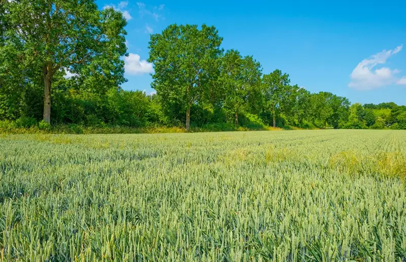 Provincie Flevoland vraagt € 1 miljard uit Transitiefonds Landelijk Gebied