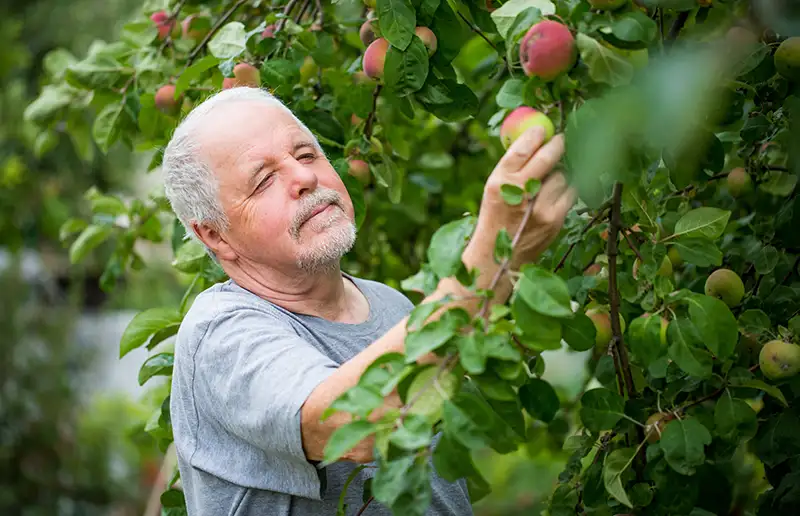 Pensionado's zoekt gepensioneerden voor fruitplukprogramma