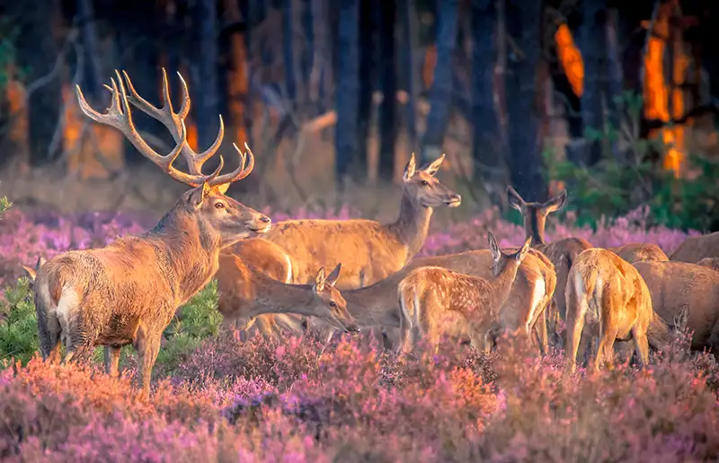 Op bussafari naar de Veluwe met MeerSamen