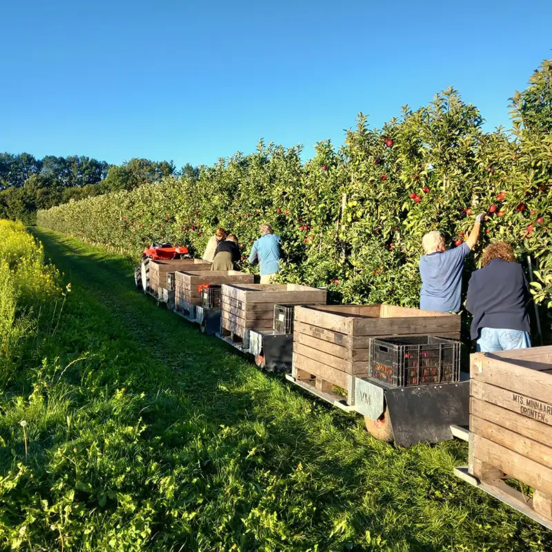 Ploeg fruitplukkers van De Pensionado's gestart