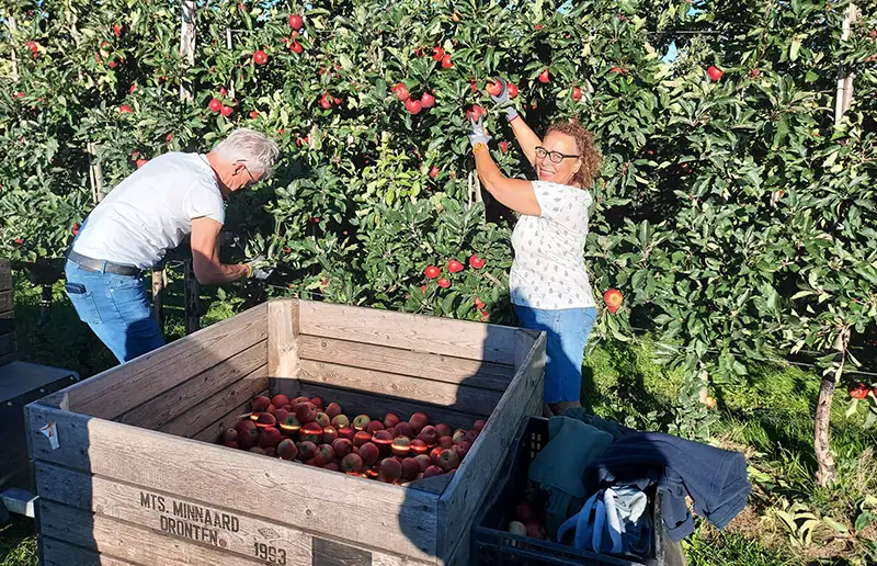 Ploeg fruitplukkers van De Pensionado's gestart