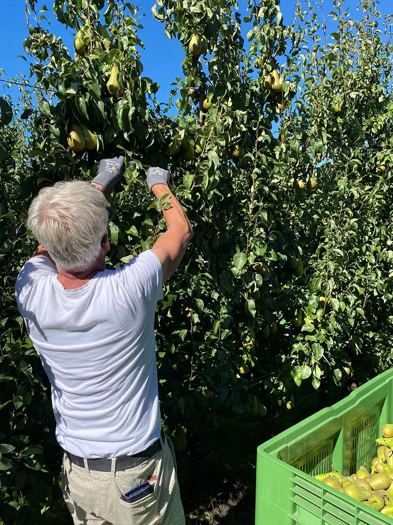 Ploeg fruitplukkers van De Pensionado's gestart