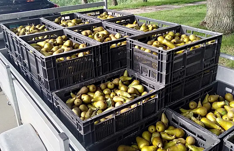 Voedselbank redt voor € 2.200,- aan peren van verrotting
