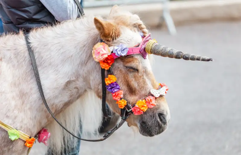 Week van het Aangepast Sporten: wandelen en pony’s versieren