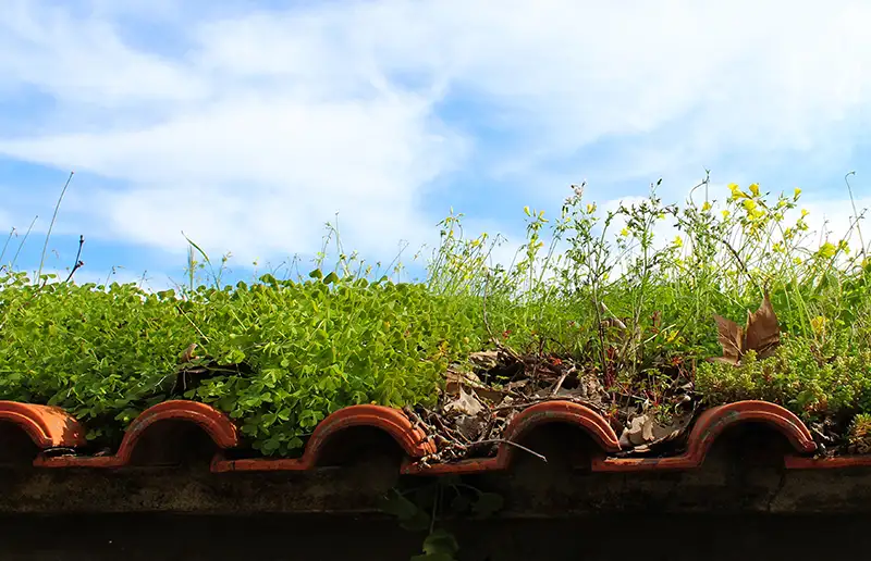 Nieuwe subsidieregeling voor het klimaatbestendig maken en vergroenen van tuinen en daken