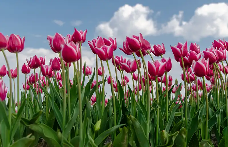 Polder Pink kleurt Dronten roze