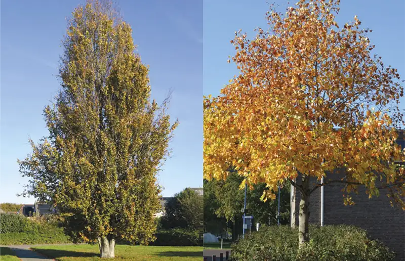 Nieuwe bomenroutes in Biddinghuizen en Swifterbant