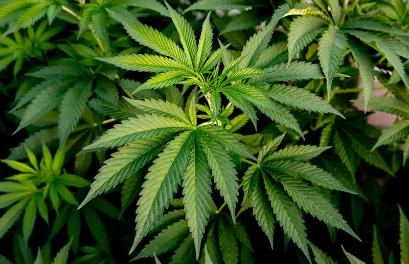 Burgemeester sluit pand na vondst hennepkwekerij