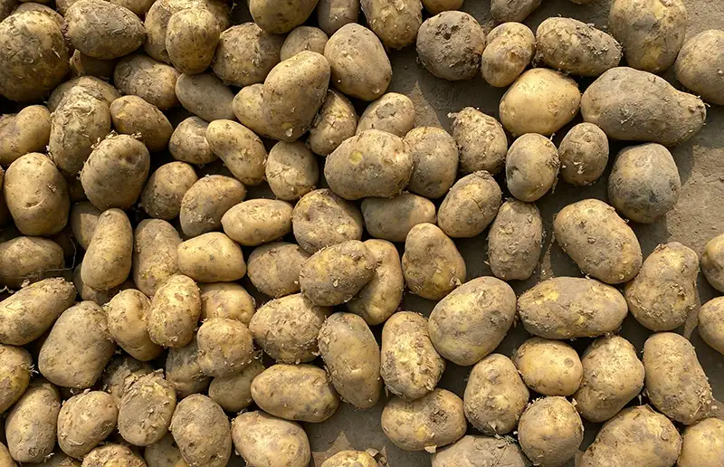 Boer verkoopt aardappels voor spotprijs na faillissement afnemer