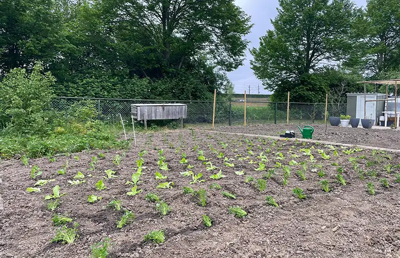 Voedselbank zoekt hulp bij verbouwen van verse groente in Dronten