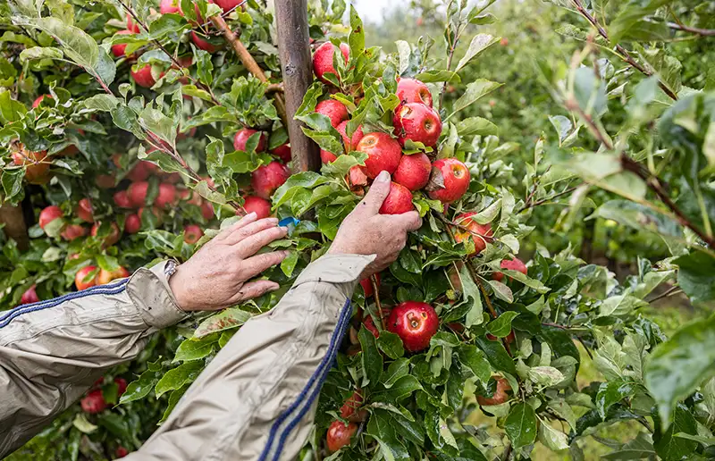 Duizenden kilo's appels dreigen verloren te gaan: Voedselbank zoekt plukkers