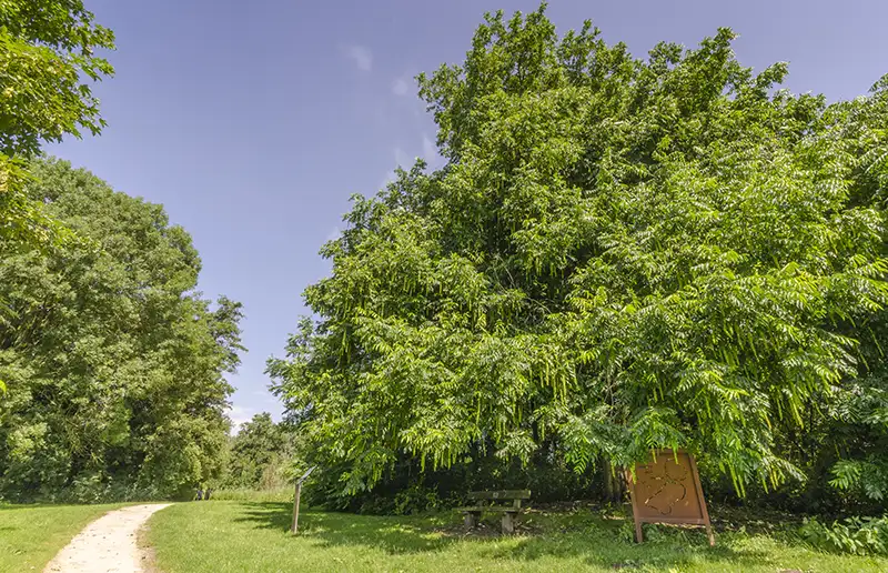 Zorg jij ervoor dat Dronten Dé boom van Nederland krijgt? Stem nu!
