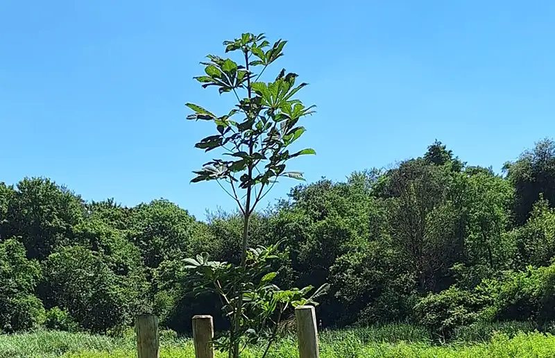 Bijzondere Vredesboom krijgt eigen verhaal in het Wisentbos tijdens Burendag